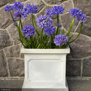 Agapanthus, Midknight Blue #1